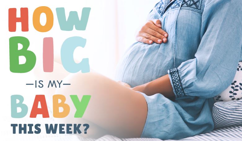 INFOGRAPHIC: How Big Is My Baby This Week?